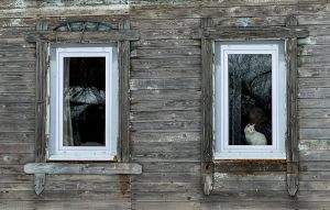 Кот в окне деревянного дома